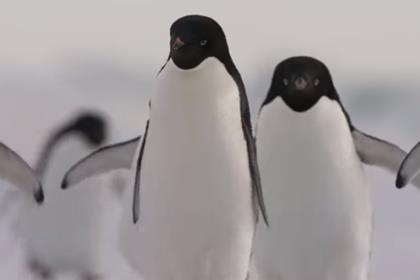 ペンギン Tsp映画
